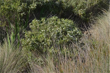 APII jpeg image of Leucopogon parviflorus  © contact APII