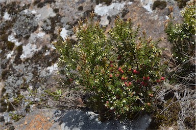 APII jpeg image of Leptecophylla parvifolia  © contact APII