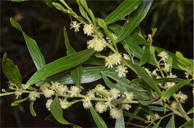 APII jpeg image of Acacia leprosa var. graveolens  © contact APII