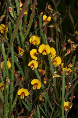 APII jpeg image of Bossiaea riparia  © contact APII