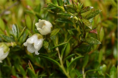 APII jpeg image of Gaultheria tasmanica  © contact APII