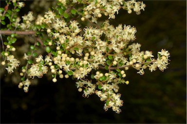 APII jpeg image of Pomaderris elachophylla  © contact APII