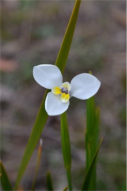 APII jpeg image of Diplarrena moraea  © contact APII