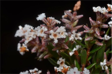 APII jpeg image of Leucopogon collinus  © contact APII