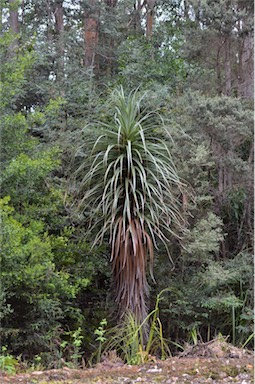 APII jpeg image of Richea pandanifolia  © contact APII