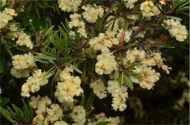 APII jpeg image of Acacia riceana  © contact APII