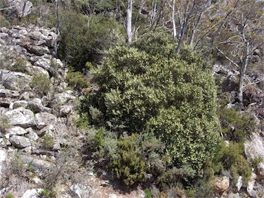 APII jpeg image of Hakea lissosperma  © contact APII