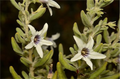 APII jpeg image of Cyphanthera tasmanica  © contact APII