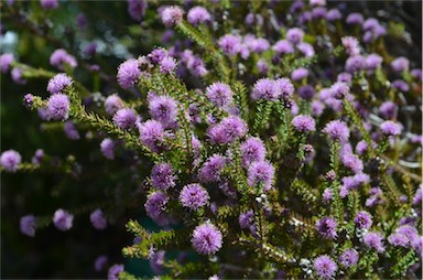 APII jpeg image of Melaleuca squamea  © contact APII