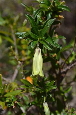 APII jpeg image of Billardiera longiflora  © contact APII