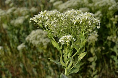 APII jpeg image of Lepidium draba subsp. draba  © contact APII