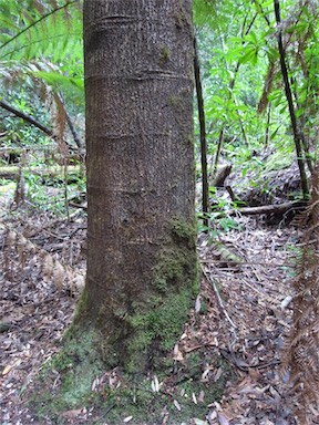 APII jpeg image of Phyllocladus aspleniifolius  © contact APII