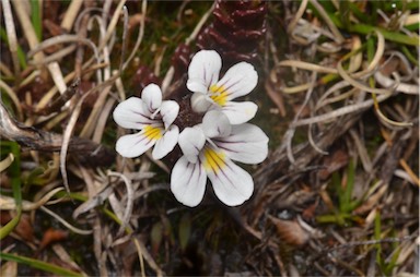 APII jpeg image of Euphrasia striata  © contact APII