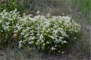 APII jpeg image of Clematis gentianoides  © contact APII