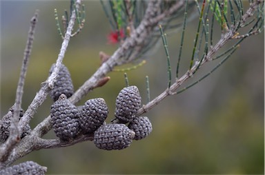 APII jpeg image of Allocasuarina monilifera  © contact APII