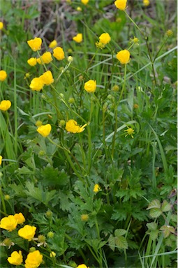 APII jpeg image of Ranunculus lappaceus  © contact APII