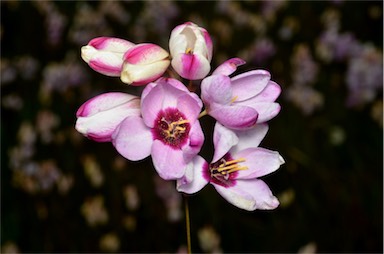 APII jpeg image of Ixia maculata  © contact APII