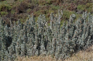 APII jpeg image of Atriplex cinerea  © contact APII