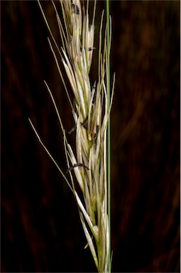 APII jpeg image of Austrostipa stipoides  © contact APII