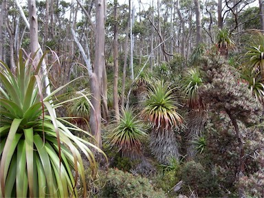 APII jpeg image of Richea pandanifolia  © contact APII