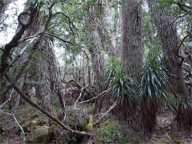 APII jpeg image of Richea pandanifolia  © contact APII