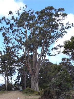 APII jpeg image of Eucalyptus globulus subsp. globulus  © contact APII