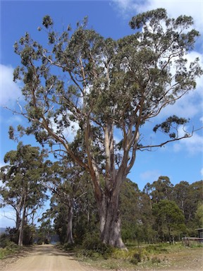 APII jpeg image of Eucalyptus globulus subsp. globulus  © contact APII