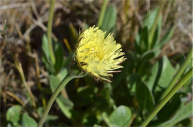 APII jpeg image of Urospermum dalechampii  © contact APII