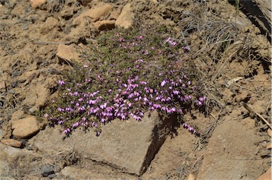 APII jpeg image of Tetratheca procumbens  © contact APII