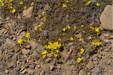 APII jpeg image of Hibbertia fasciculata  © contact APII