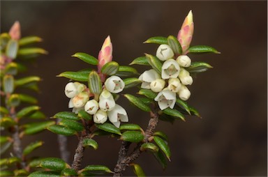 APII jpeg image of Monotoca empetrifolia  © contact APII