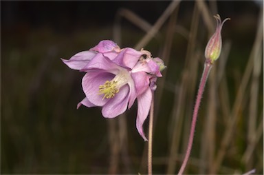 APII jpeg image of Aquilegia vulgaris  © contact APII