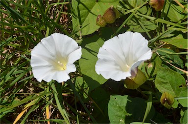 APII jpeg image of Calystegia silvatica  © contact APII