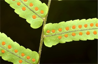 APII jpeg image of Goniophlebium subauriculatum  © contact APII