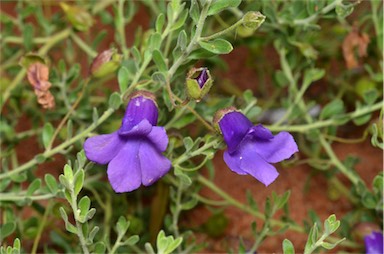 APII jpeg image of Eremophila macdonnellii  © contact APII