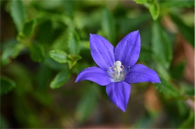 APII jpeg image of Wahlenbergia gloriosa  © contact APII