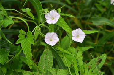 APII jpeg image of Convolvulus erubescens  © contact APII