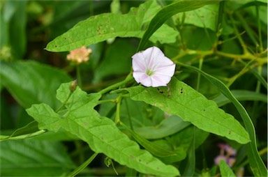 APII jpeg image of Convolvulus erubescens  © contact APII