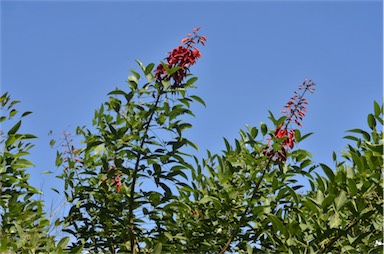 APII jpeg image of Erythrina crista-galli  © contact APII