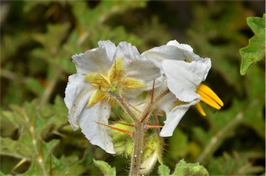 APII jpeg image of Solanum sisymbriifolium  © contact APII