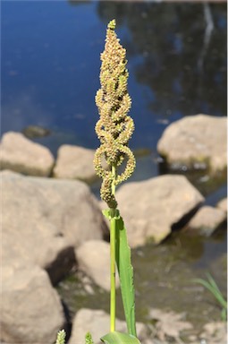 APII jpeg image of Echinochloa esculenta  © contact APII