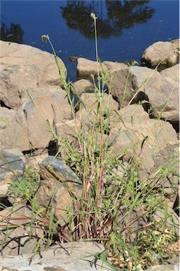 APII jpeg image of Echinochloa crus-galli  © contact APII