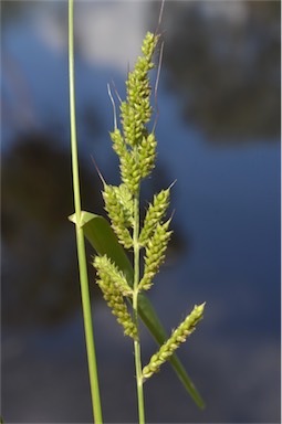 APII jpeg image of Echinochloa crus-galli  © contact APII