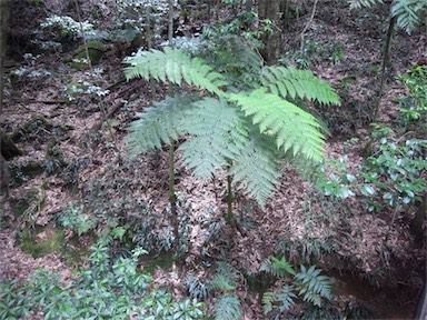 APII jpeg image of Cyathea robertsiana  © contact APII