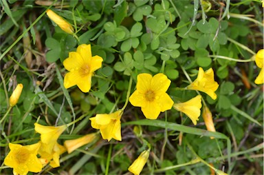 APII jpeg image of Oxalis perdicaria  © contact APII