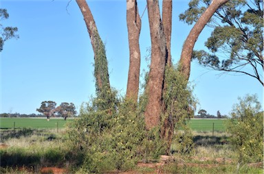 APII jpeg image of Parsonsia eucalyptophylla  © contact APII