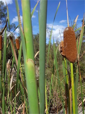 APII jpeg image of Typha orientalis  © contact APII