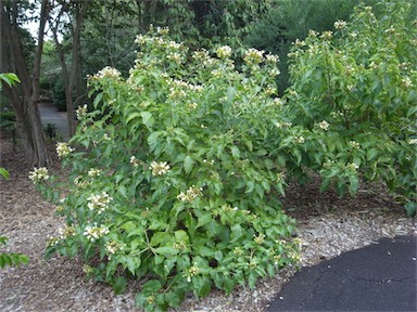 APII jpeg image of Clerodendrum floribundum  © contact APII