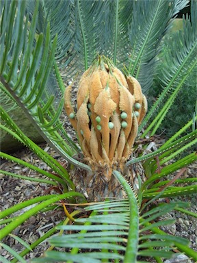 APII jpeg image of Cycas platyphylla  © contact APII