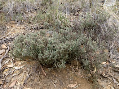 APII jpeg image of Leucopogon microphyllus var. pilibundus  © contact APII